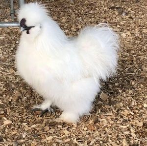 Meet your Posher, Ann